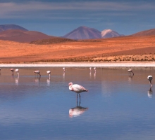 image.php?&height=200&cropratio=1.098:1&image=files/peru_bolivia_2016/celeste_04.jpg