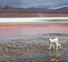 image.php?&height=200&cropratio=1.098:1&image=files/peru_bolivia_2016/colorada_03.jpg