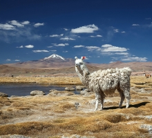 image.php?&height=200&cropratio=1.098:1&image=files/peru_bolivia_2016/end_04.jpg