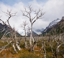 image.php?&height=200&cropratio=1.098:1&image=foto_programms/patagonia/day/11-2.jpg