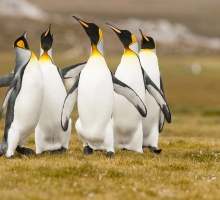 image.php?&height=200&cropratio=1.098:1&image=foto_programms/patagonia/day/4-3.jpg
