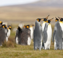 image.php?&height=200&cropratio=1.098:1&image=foto_programms/patagonia/day/4-4.jpg