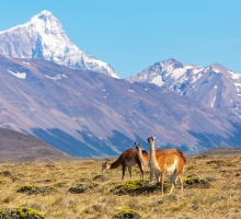 image.php?&height=200&cropratio=1.098:1&image=foto_programms/patagonia/day/8-1.jpg